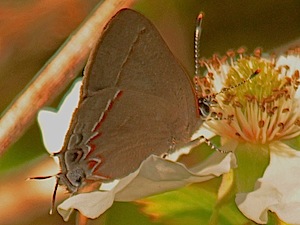 Dusky-blue Groundstreak Butterfly